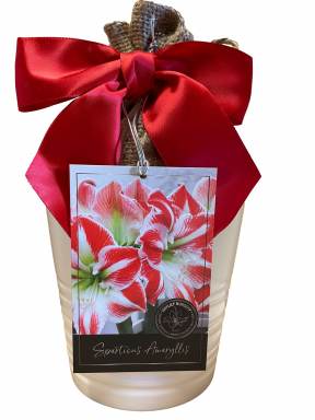Amaryllis Holiday Growing Kit, Includes a White Ceramic Pot, Sparticus Bulb, and Growing Medium